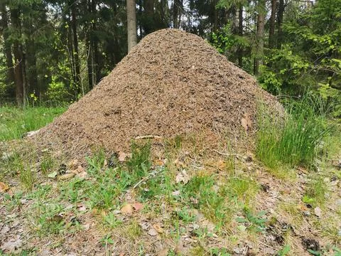 A large forest anthill in the thicket of the forest. Summer time. A huge colo Stock Photos