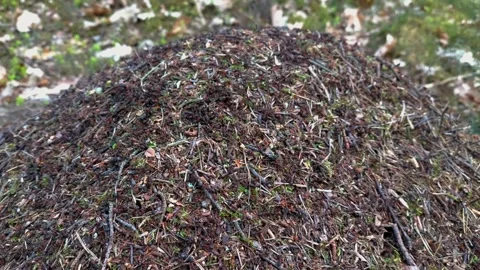 Large forest ants busily moving in an anthill. Video stock 273495946