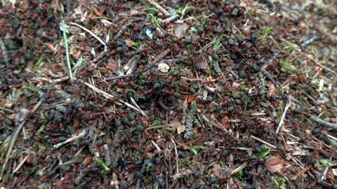 Large forest ants busily moving in an anthill. Stock Footage 273495959