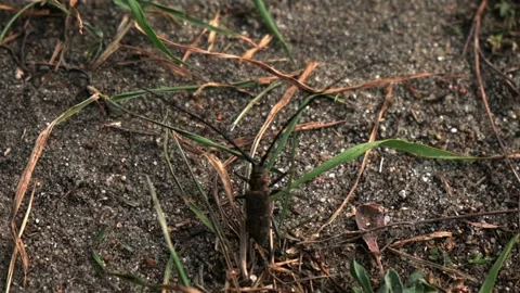 A large forest beetle runs across the sand, a beetle with a large mustache Stock Footage 221094061
