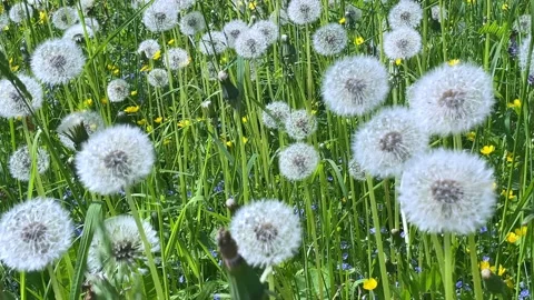 A large forest clearing with ripe dandelions. Stock Footage 236458602