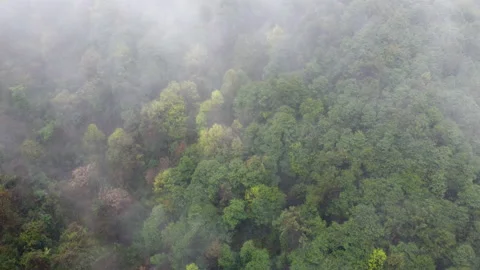 Large forest covered with clouds, aerial 스톡 동영상 151539692
