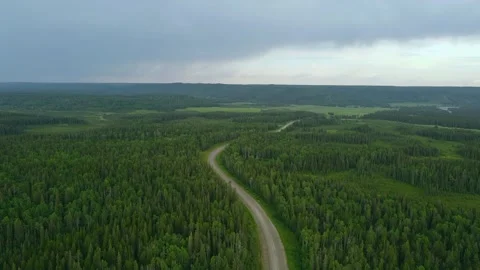 Large Forest (Drone Shot) Video stock 270441226