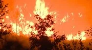 Large Forest Fire Stock Footage