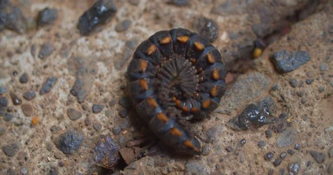 Large forest floor millipede Stock Footage 108627800