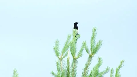 A large forest magpie sits on a tall spruce tree in the forest and looks away Stock Footage 312563259