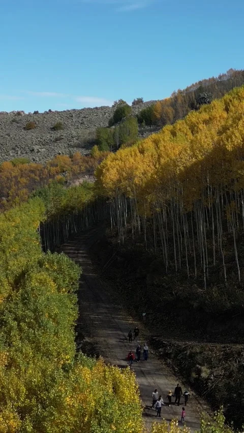 Large Forest Mountain Landscape Full Poplar Trees Vertical Video Stock Footage 334872743