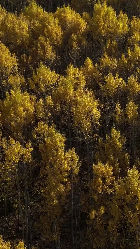 Large Forest Mountain Landscape Full Poplar Trees Vertical Video Stock-Footage 334878278