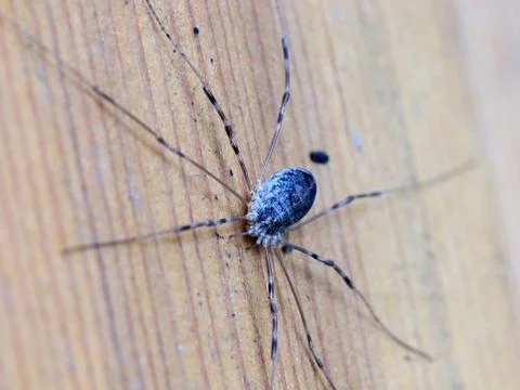 Large forest spider Stock Photos