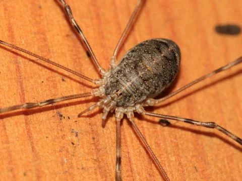 Large forest spider Stock-Fotos