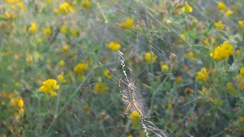 Large forest spider in the web Video stock 87022217