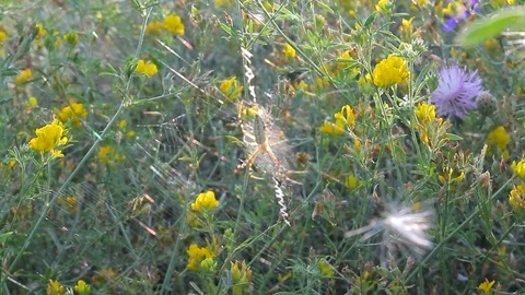 Large forest spider in the web Video stock 87022276