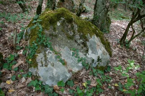 Large forest stone covered with green moss and wild ivy vines Stock Photos