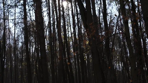 Large forest tree silhouettes hide bright sunlight Stock Footage 120245823