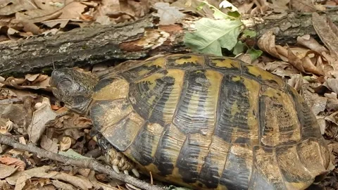 A large forest turtle walks over dry leaves Stock Footage 135499476