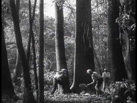 Large forests are felled in logging operations in the 1930's to supply Stock Footage 74718016