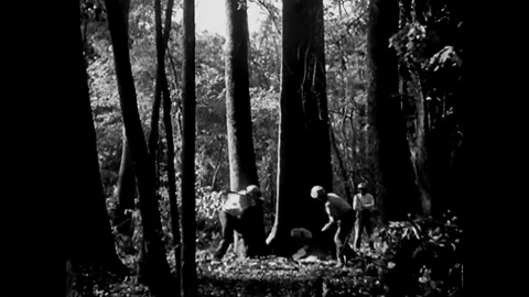 Large forests are felled in logging operations in the 1930s to supply industrial Stock Footage 88827227