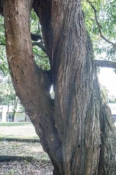 Large Forked Tree Trunk with Aged Texture Stock Photos