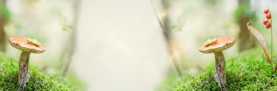 Large-format unfocused forest background with growing edible mushrooms Fotos Stock