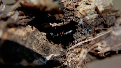 Large formic female looking for a place for a nest. Ant woodworm Stock Footage