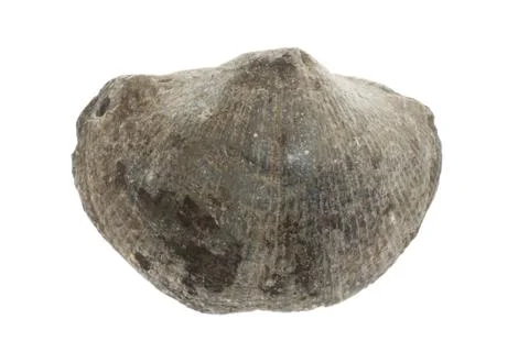Large fossil shell Stock Photos