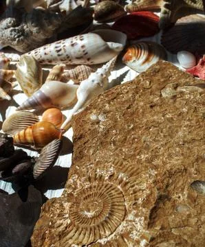 Large fossilized shell and many small ones. 写真素材