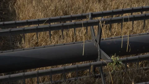 Large frame combine melts wheat in the field Stock Footage 141796591