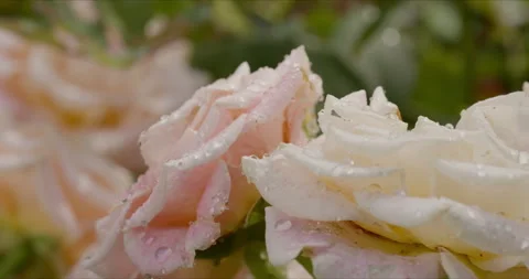 Large frame of pink roses covered with crystal drops of water Vidéo 145444256