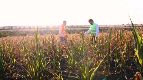 Large frame with two agronomists inspecting the cornfield severely affected by Stock Footage 140043432