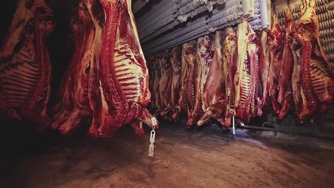 In the large freezer compartment hulks of cattle are hanging. Stock Footage 78587428