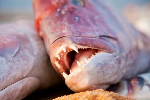 A large fresh appetizing reddish fish lies on a wooden table covered with a n Stock Photos