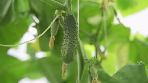 A large fresh cucumber hangs on a branch of a bush. Garden romance. The ripe Video stock 159002365
