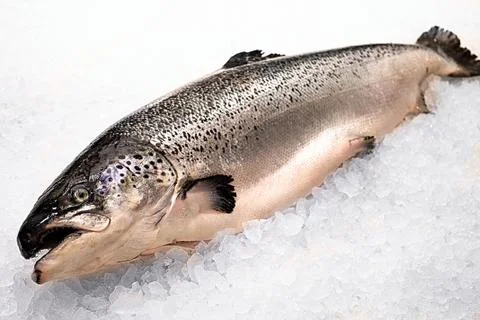 Large fresh fish Stock Photos