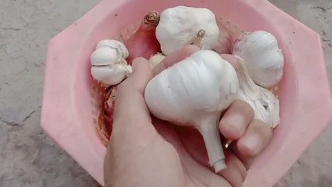 Large Fresh Garlic Bulb Held in Hand Vídeo Stock 347248730