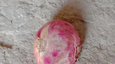 Large Fresh Onion Lying on the Ground in Daylight Stock Footage 347247556