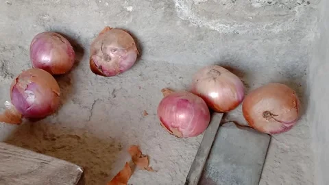 Large Fresh Onions Lying on the Ground Vídeos de archivo 347247741