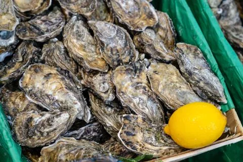 Large fresh oysters Stock Photos