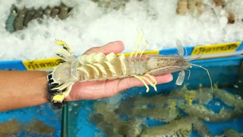 Large Fresh Prawn Held in Hand at Seafood Market Vídeos de archivo 337623569