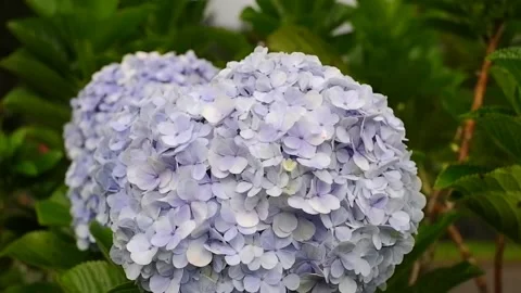 Large fresh purple hydrangea flowers in the garden Stock Footage 303390551