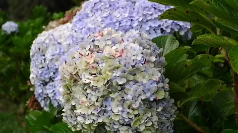 Large fresh purple hydrangea flowers in the garden Stock Footage 303390558