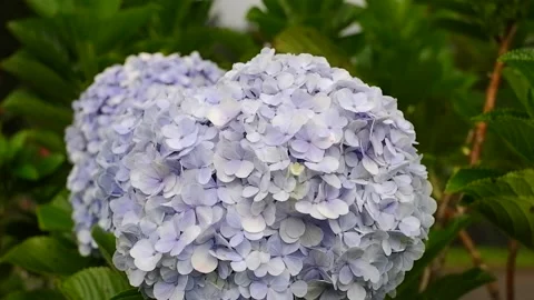 Large fresh purple hydrangea flowers in the garden Stock Footage 303390578