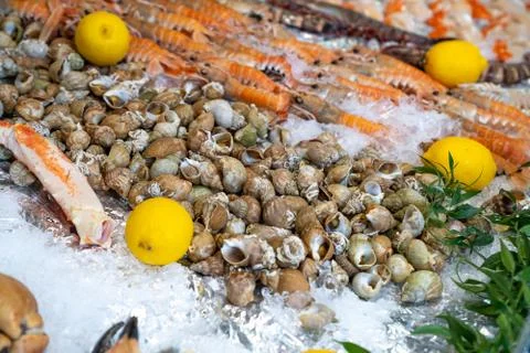 Large fresh snails with lemons Stock Photos