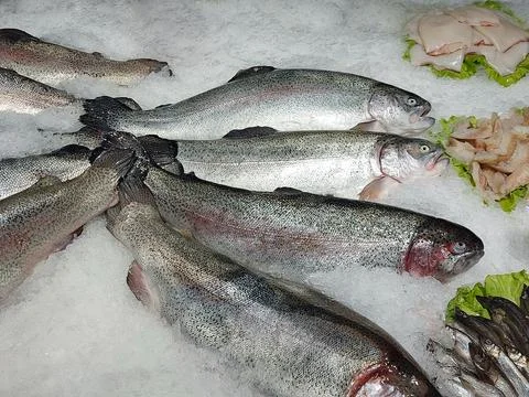 A large fresh trout is presented in the showcase Stock Photos