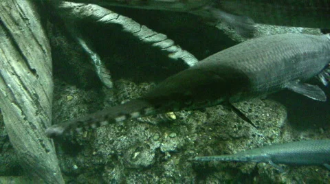 Large fresh water fish 動画素材 111625