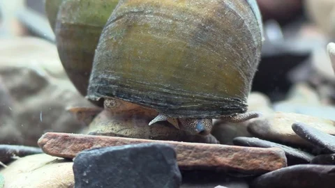 Large fresh water snail crawling across river bottom Video stock 73976298