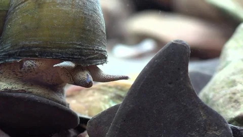 Large fresh water snail on river bottom Stock Footage 73976473