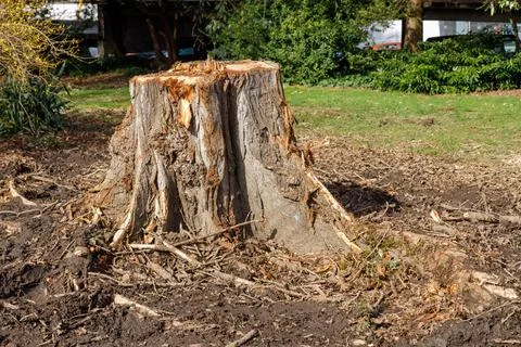 Large freshly cut tree stump in a Vancouver park, surrounded by disturbed s.. Stock Photos