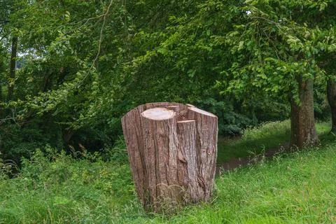 Large freshly cut tree stump in a green grassy area with dense forest backg.. Foto stock