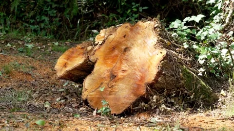 Large freshly sawed Eucalyptus tree stump Video stock 341385598