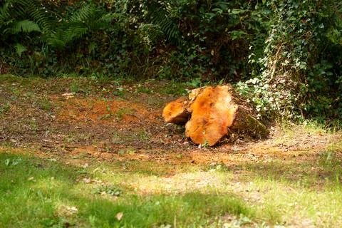 Large freshly sawed Eucalyptus tree stump remaining in the ground Stock Photos